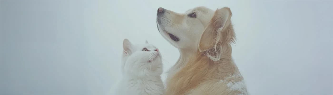 Tek Protein Yetmeyebilir: Multi-Protein Beslenmenin Patili Dostlara Etkisi