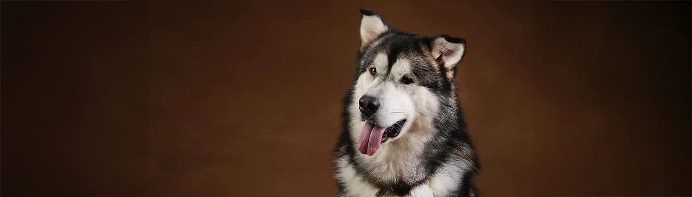 Köpeğiniz Mamasını Yarıda mı Bırakıyor? Nedeni Sandığınızdan Farklı Olabilir