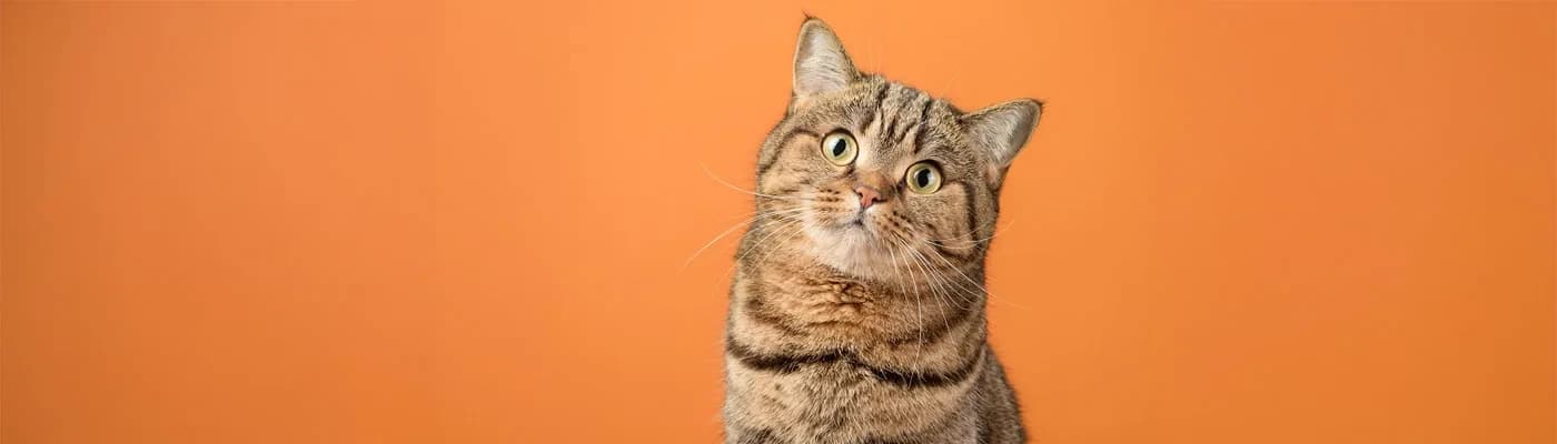 En İyi Kedi Maması Seçme Rehberi: Kediniz İçin Doğru Mamayı Nasıl Bulursunuz?