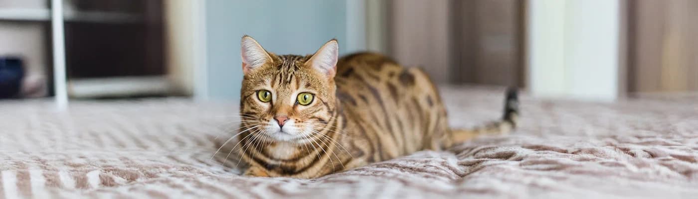 Kedinizin Gerçekten Sevdiği Mamayı Bulmak Mümkün mü?