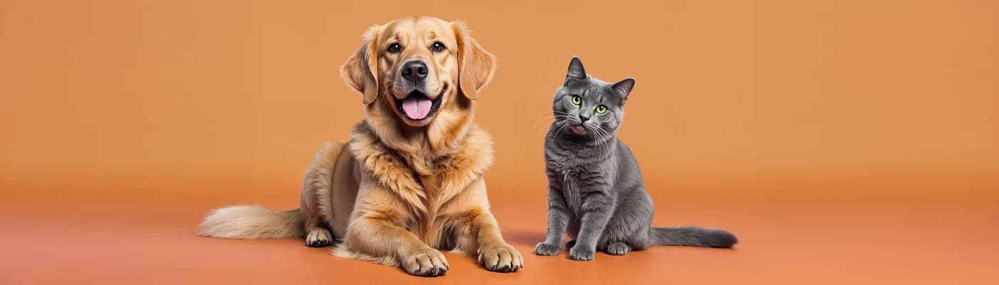 Super Premium Kedi ve Köpek Maması Nedir? Gerçekten Fark Yaratır mı?