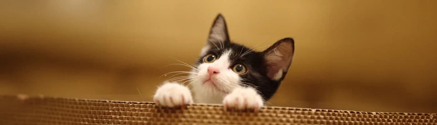 Premium Kedi Maması Seçerken Nelere Dikkat Etmelisiniz? İçerik Okuma Rehberi