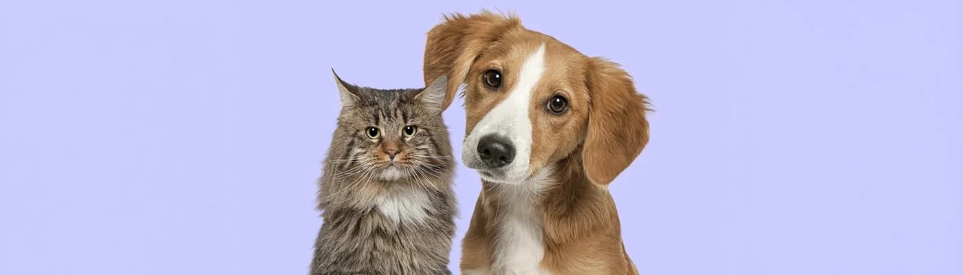 Evcil Hayvanların Tüy Sağlığını Destekleyen Beslenme Rehberi