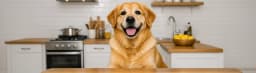Golden Retriever Günlük Ne Kadar Mama Tüketmeli?
