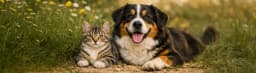 Yaz Sıcaklarında Kedi ve Köpek Bakımı: Dikkat Edilmesi Gereken 10 Önemli Nokta