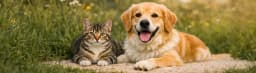 Kedi ve Köpek Sahipleri Dikkat! Yaz Aylarında Parazit Riski