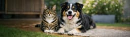 Mevsim Geçişlerinde Kedi ve Köpek Bakımı