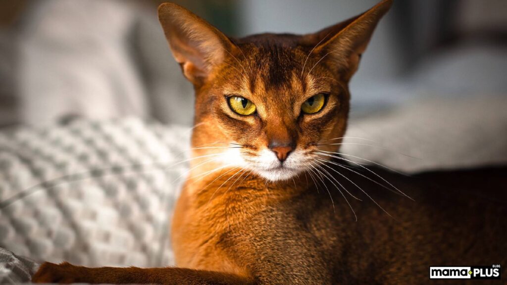 Abyssinian Kedi Irkı Fiziksel Özellikleri