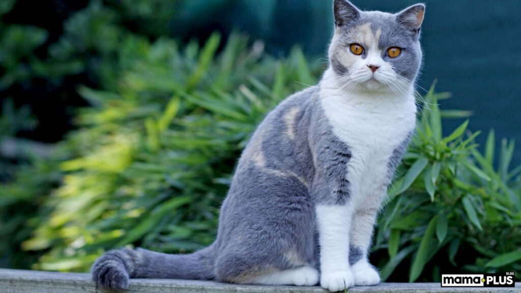 British Shorthair Kedi Irkı