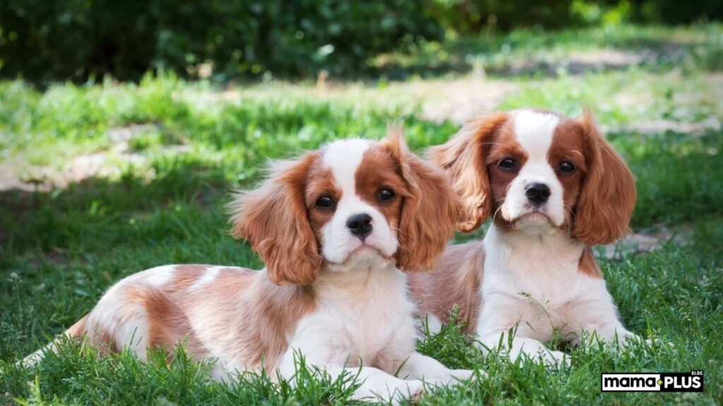 cavalier-king-charles-spaniel