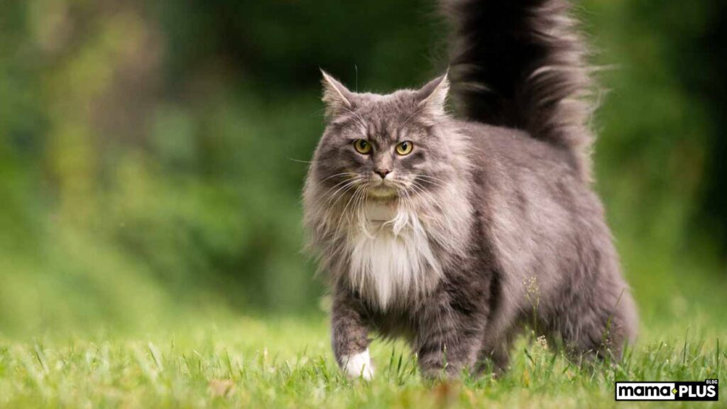 Maine Coon Kedi Irkı