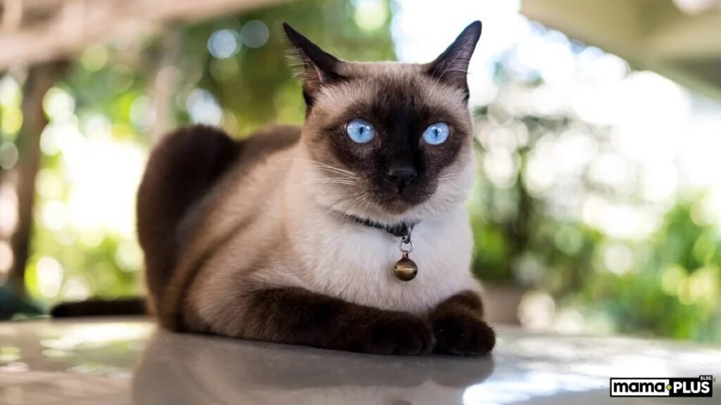 Siamese (Siyam) Kedi Irkı Fiziksel Özellikler