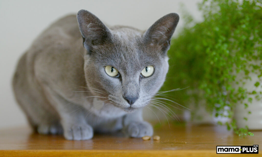 burmese kedisi