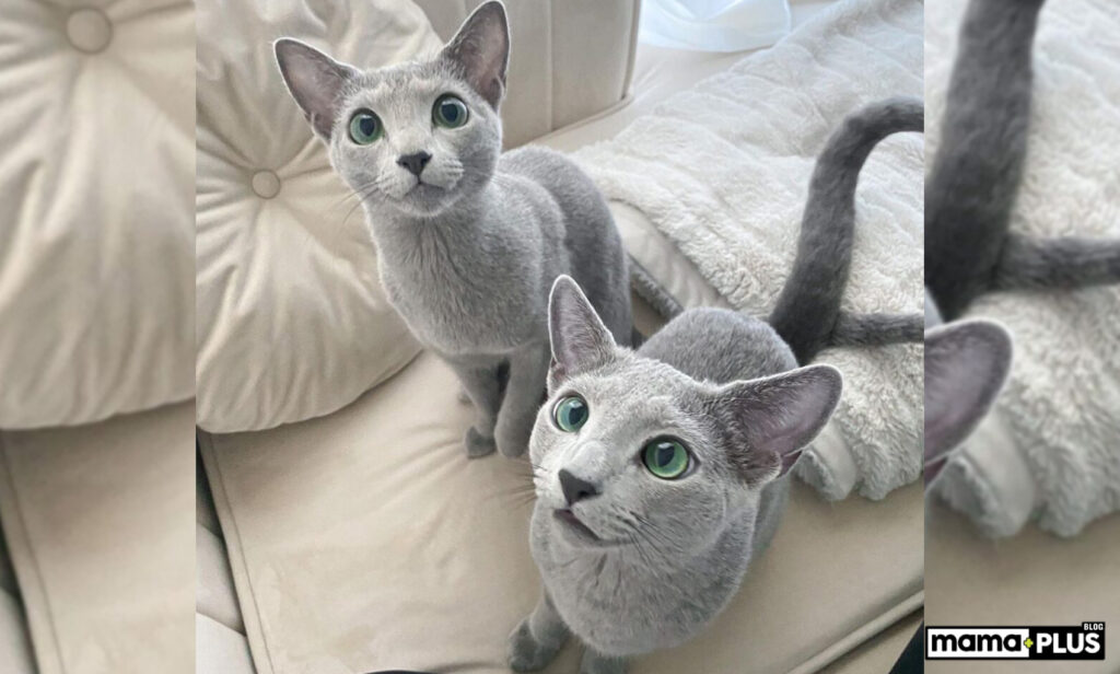 Russian Blue Kedisi 