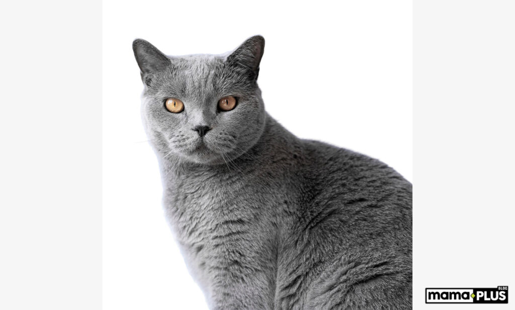 Russian Blue Kedisi 