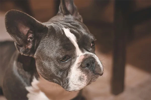 French Bulldog Ev Yaşantısı İçin Uygun mudur?